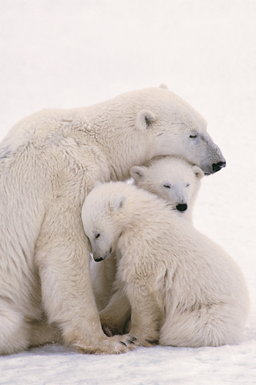 POLAR BEARS