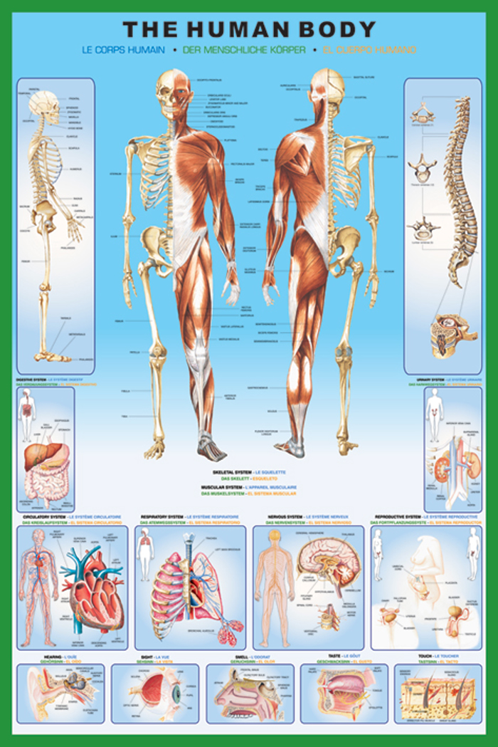 THE HUMAN BODY EDUCATION