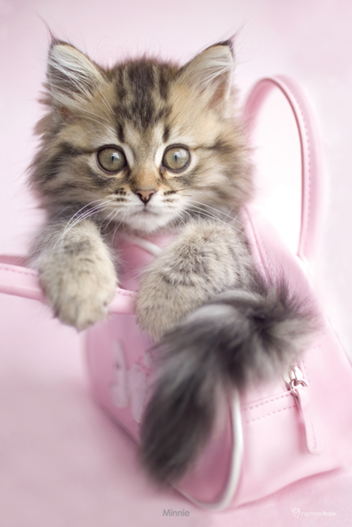 KITTY IN PINK