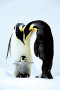 PENGUIN FAMILY