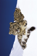 SNOW LEOPARDS