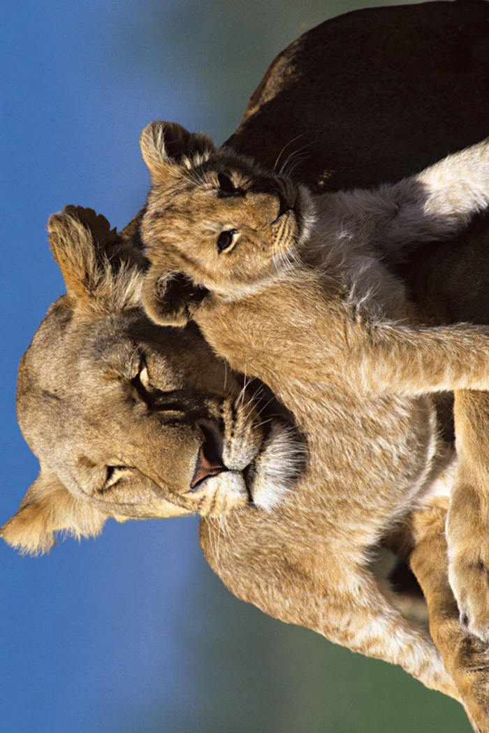 LIONS