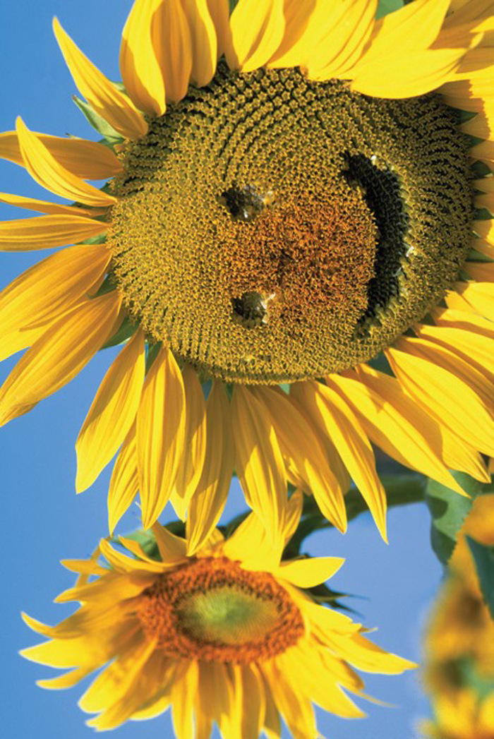 SUNFLOWER SMILE