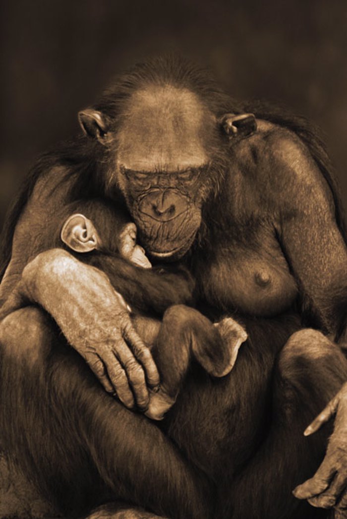 CHIMPANZEES