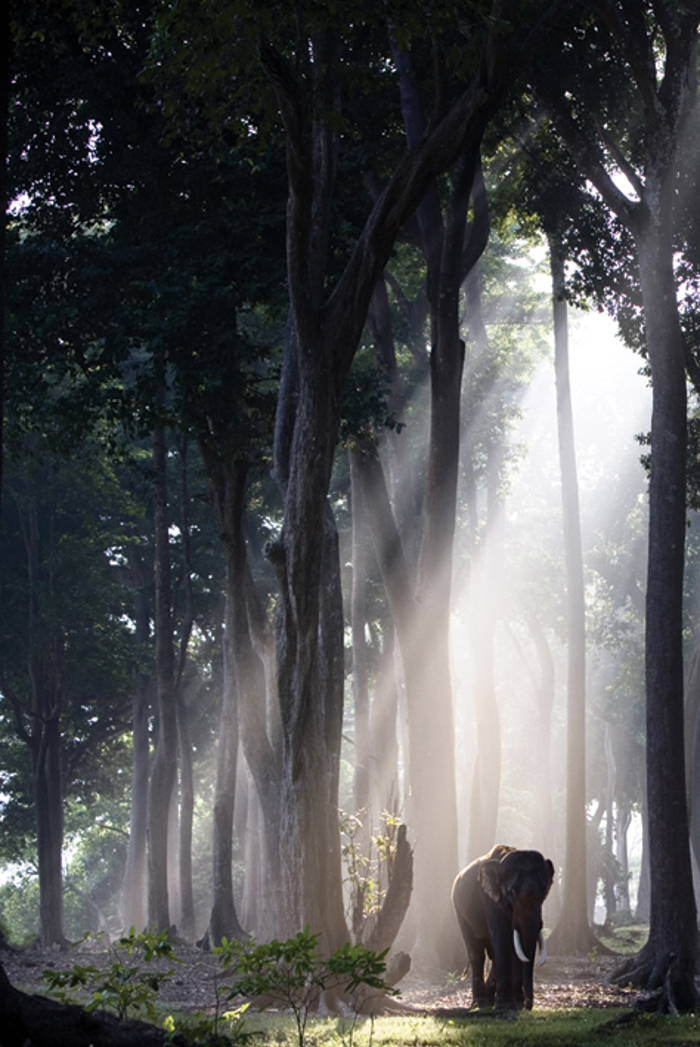 ELEPHANT IN THE FOREST