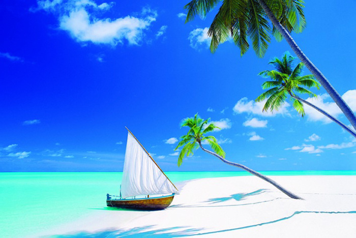 BEACH PALM TREES