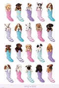 DOGS IN SOCKS