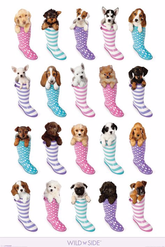 DOGS IN SOCKS