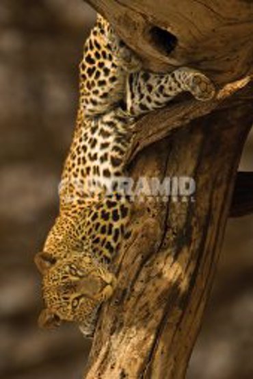 LEOPARD TREE